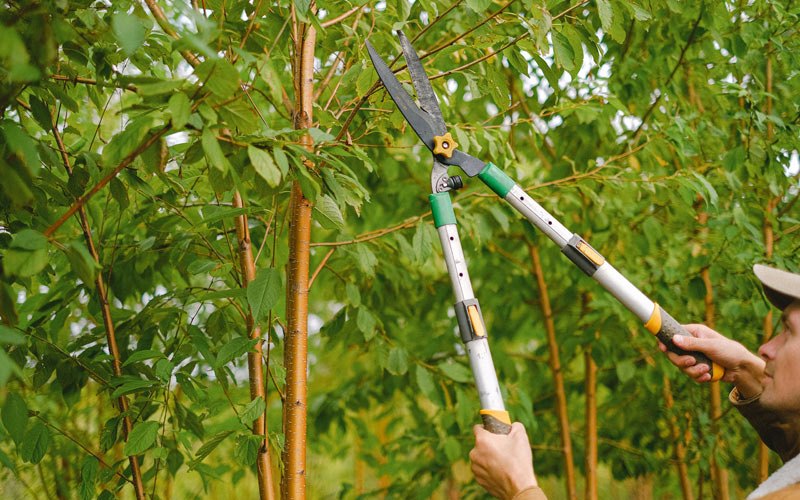 Tree trimming in Trenton, ND