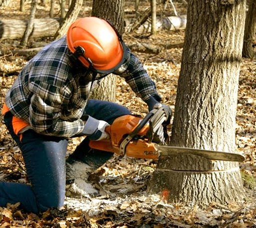 Tree Removal in Trenton, ND
